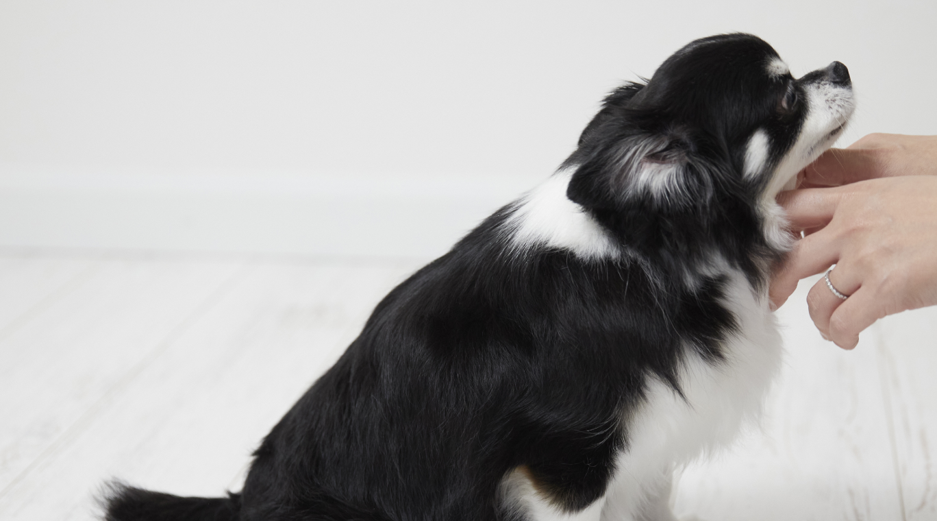 コラムID 14 犬アトピー性皮膚炎に対する<br>ファインバブルの効果検証